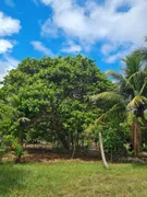 Fazenda / Sítio / Chácara com 2 Quartos à venda, 40000m² no Arembepe, Camaçari - Foto 4