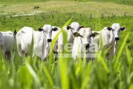 Fazenda / Sítio / Chácara à venda, 121000000m² no Area Rural de Uberlandia, Uberlândia - Foto 3