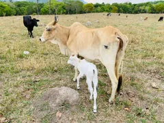 Fazenda / Sítio / Chácara com 4 Quartos à venda, 144000m² no Zona Rural, Faina - Foto 23