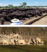 Fazenda / Sítio / Chácara à venda, 785550000m² no Jardim São Conrado, Campo Grande - Foto 1