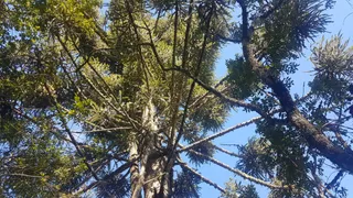 Fazenda / Sítio / Chácara à venda, 10500m² no Centro, Campo Magro - Foto 51