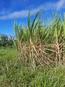 Fazenda / Sítio / Chácara com 3 Quartos à venda, 27800m² no Zona Rural, Macaíba - Foto 10