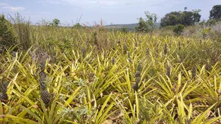 Fazenda / Sítio / Chácara com 4 Quartos à venda, 430000m² no Zona Rural, Conde - Foto 24