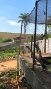 Fazenda / Sítio / Chácara com 3 Quartos à venda, 2000m² no Recanto do Igarapé, Igarapé - Foto 22