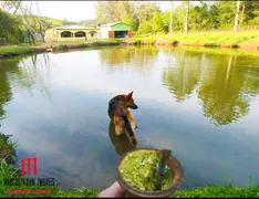 Fazenda / Sítio / Chácara com 4 Quartos à venda, 100m² no Centro, Viamão - Foto 2