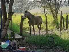 Fazenda / Sítio / Chácara com 3 Quartos à venda, 5m² no Zona Rural, São Simão - Foto 24