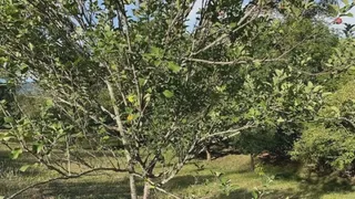 Fazenda / Sítio / Chácara com 3 Quartos à venda, 10m² no Centro, Taquara - Foto 40