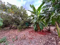 Fazenda / Sítio / Chácara à venda, 5255m² no Jardim Nilza, Maringá - Foto 22