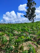 Fazenda / Sítio / Chácara com 3 Quartos à venda, 14400m² no Zona Rural, Monte Alegre - Foto 16