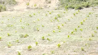 Fazenda / Sítio / Chácara com 4 Quartos à venda, 430000m² no Zona Rural, Conde - Foto 23