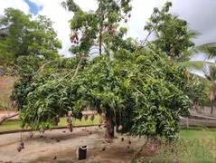 Fazenda / Sítio / Chácara com 6 Quartos à venda, 12000m² no Chapada Grande, Serra - Foto 8