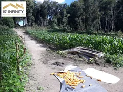 Fazenda / Sítio / Chácara com 3 Quartos à venda, 20000m² no Espigão das Antas, Mandirituba - Foto 38