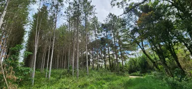 Fazenda / Sítio / Chácara com 2 Quartos à venda, 798600m² no Campo Alto, Tijucas do Sul - Foto 14