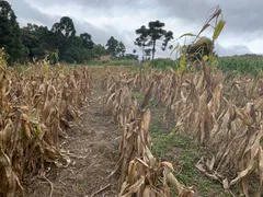 Fazenda / Sítio / Chácara à venda, 24000m² no Zona Rural, Mandirituba - Foto 26