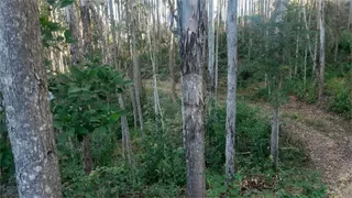 Fazenda / Sítio / Chácara com 1 Quarto à venda, 145200m² no Centro, Turvolândia - Foto 15