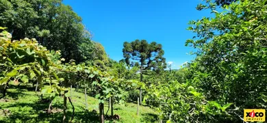 Fazenda / Sítio / Chácara à venda, 84000m² no Vila Germania, Nova Petrópolis - Foto 40