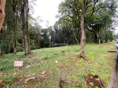 Terreno / Lote / Condomínio à venda, 781m² no , Canela - Foto 4