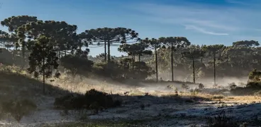 Terreno / Lote / Condomínio à venda, 1200m² no Saltinho, Campo Alegre - Foto 1