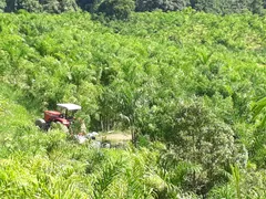 Fazenda / Sítio / Chácara com 4 Quartos à venda, 872400m² no Zona Rural, Juquiá - Foto 10