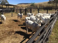 Fazenda / Sítio / Chácara com 30 Quartos à venda, 11470800m² no Rural, Paranã - Foto 2