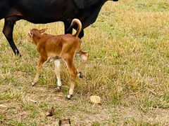 Fazenda / Sítio / Chácara com 4 Quartos à venda, 144000m² no Zona Rural, Faina - Foto 22