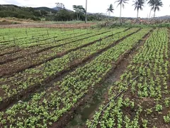 Fazenda / Sítio / Chácara à venda, 50000m² no Zona Rural, Glória do Goitá - Foto 1