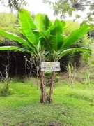 Fazenda / Sítio / Chácara com 2 Quartos à venda, 60m² no Angola, Santa Branca - Foto 6