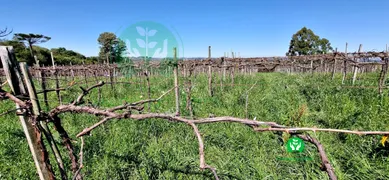 Fazenda / Sítio / Chácara à venda, 95000m² no Zona Rural, Monte Belo do Sul - Foto 7