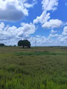 Fazenda / Sítio / Chácara com 2 Quartos à venda, 2000m² no , Monte Alegre - Foto 3