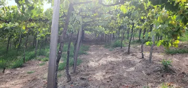 Fazenda / Sítio / Chácara à venda, 140000m² no Zona Rural, Monte Belo do Sul - Foto 14