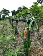 Fazenda / Sítio / Chácara com 2 Quartos à venda, 137374m² no Centro, Turvolândia - Foto 4