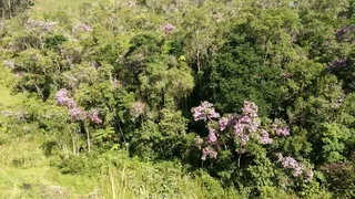 Fazenda / Sítio / Chácara com 3 Quartos à venda, 363000m² no Bairro Alto, Natividade da Serra - Foto 20