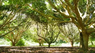 Terreno / Lote / Condomínio à venda, 20000m² no Pedro do Rio, Petrópolis - Foto 4