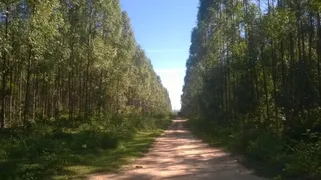 Fazenda / Sítio / Chácara à venda no Centro, Curvelo - Foto 19