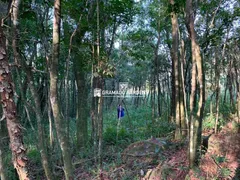 Fazenda / Sítio / Chácara à venda, 196000m² no Avenida Central, Gramado - Foto 5