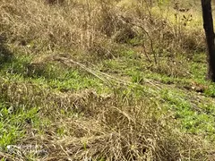 Terreno / Lote / Condomínio com 1 Quarto à venda, 5000m² no Jardim das Mangabeiras, Mateus Leme - Foto 61