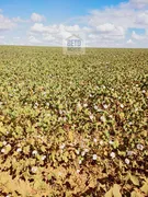 Fazenda / Sítio / Chácara à venda, 12000000m² no Zona Rural, Sorriso - Foto 7