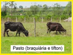 Fazenda / Sítio / Chácara com 6 Quartos à venda, 1000m² no , Conchal - Foto 35