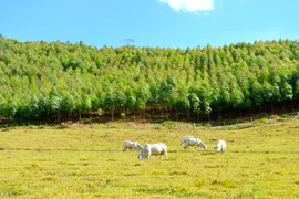 Fazenda / Sítio / Chácara com 7 Quartos à venda, 4224000m² no Itaipava, Petrópolis - Foto 4