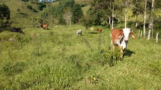 Fazenda / Sítio / Chácara com 3 Quartos à venda, 363000m² no Bairro Alto, Natividade da Serra - Foto 15