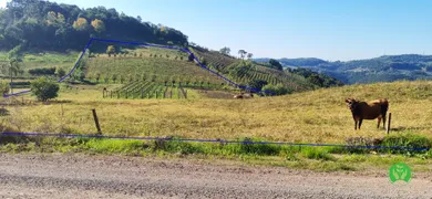 Fazenda / Sítio / Chácara à venda, 35000m² no Zona Rural, Santa Tereza - Foto 2