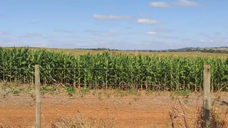 Fazenda / Sítio / Chácara com 2 Quartos à venda, 65m² no Zona Rural, Quadra - Foto 10