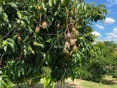 Fazenda / Sítio / Chácara à venda, 2500m² no Recanto Santa Andréa, Cambé - Foto 4