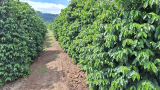 Fazenda / Sítio / Chácara à venda, 455000m² no Zona Rural, Turvolândia - Foto 5