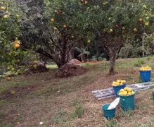 Fazenda / Sítio / Chácara com 3 Quartos à venda, 22000m² no Taboão, Mogi das Cruzes - Foto 7