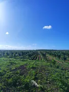 Fazenda / Sítio / Chácara com 2 Quartos à venda, 50m² no Zona Rural, Touros - Foto 3
