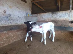 Fazenda / Sítio / Chácara com 7 Quartos para alugar, 200m² no Suzana, Brumadinho - Foto 29