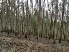 Fazenda / Sítio / Chácara à venda no Centro, Lavrinhas - Foto 5