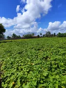 Fazenda / Sítio / Chácara com 3 Quartos à venda, 14400m² no Zona Rural, Monte Alegre - Foto 30