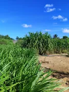 Fazenda / Sítio / Chácara com 4 Quartos à venda, 130m² no Zona Rural, São José de Mipibu - Foto 27